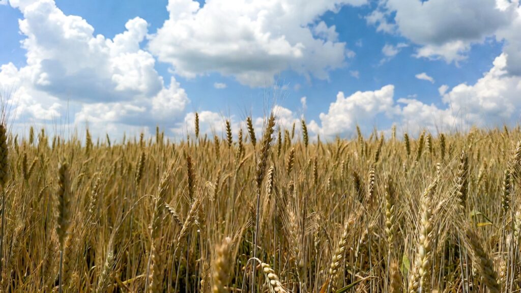 Commerzbank anticipates wheat price recovery by end of 2026 on supply constraints
